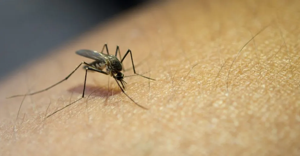 El Ministerio de Salud bonaerense informó que 17 municipios tienen brotes de dengue y confirmó la muerte por la enfermedad de un hombre de 48 años que se produjo a fines de enero.