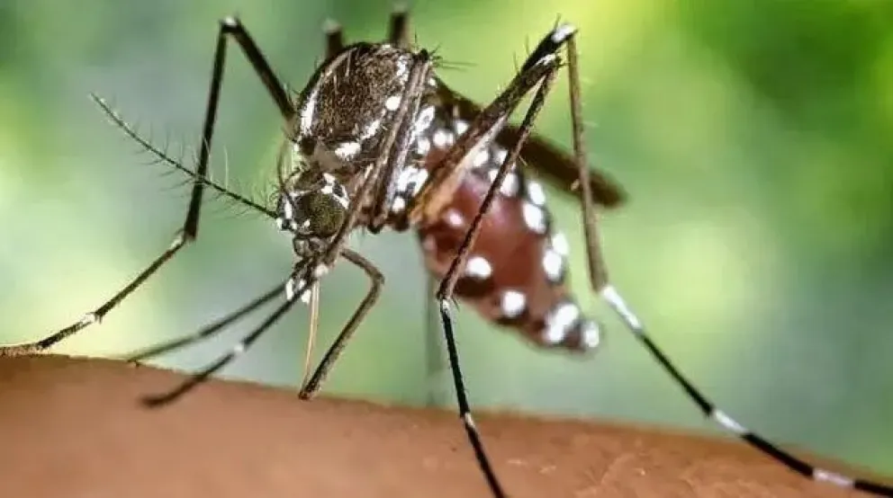 Los mosquitos se multiplican en distintas partes del país.