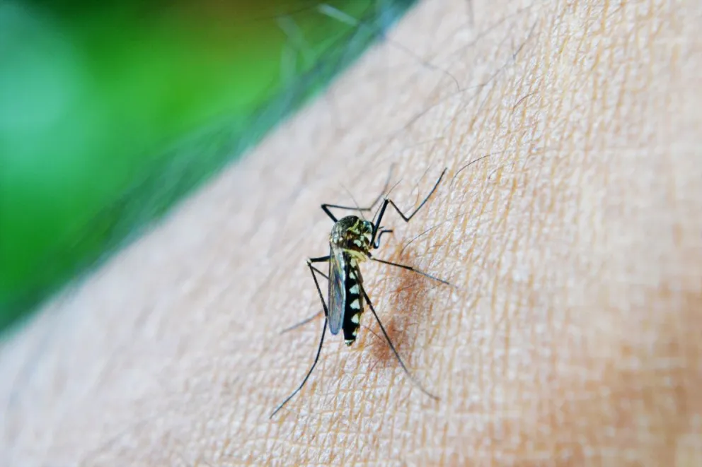 Problemas serios con el dengue.